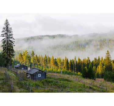 Fototapet peisaje pădure acoperită de ceață - TenStickers