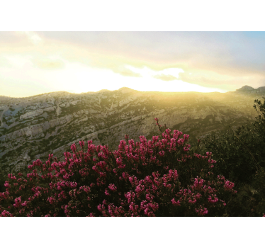 fototapetde baie pentru flori de munte și roz - TenStickers
