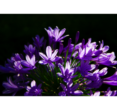fototapetde bucătărie cu flori violete - TenStickers