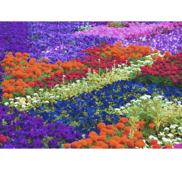 Picturi murale de flori câmp colorat - TenStickers