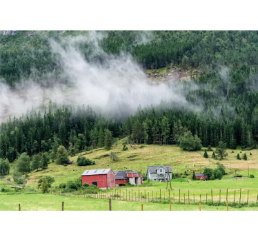 Fototapet natura pădure norvegiană - TenStickers