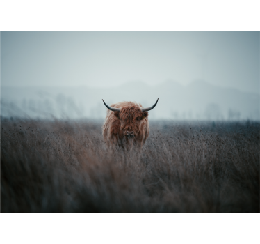 Fototapet natura vaca maro de munte - TenStickers