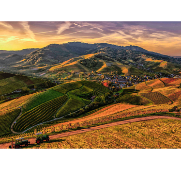 Fototapet peisaje vedere luxuriantă la podgoria - TenStickers
