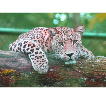 Jaguar junglă pădure animale murală cameră de zi - TenStickers