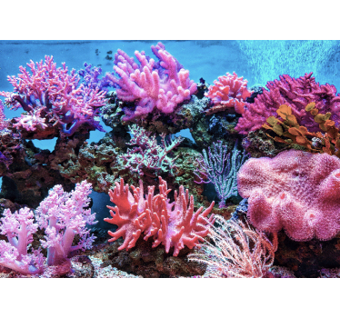 Fototapet mare scena coralilor acvatici - TenStickers