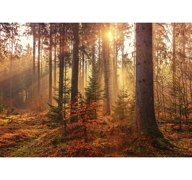 Păduri fototapet strălucire pădure luminată de soare - TenStickers