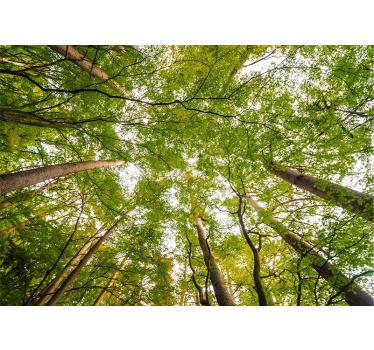 Păduri fototapet baldachin verde luxuriant - TenStickers
