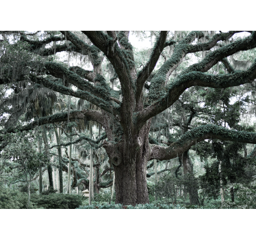 Arbori fototapet crengi maiestuoase de stejar - TenStickers