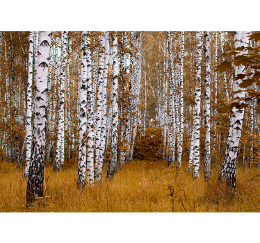 Păduri fototapet pădure de mesteacăn - TenStickers