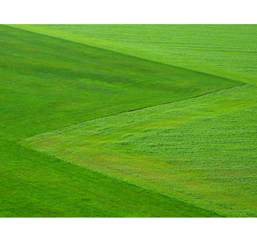 Fototapet natura câmpuri de verde pur - TenStickers
