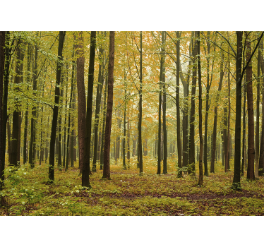 Păduri fototapet peisaj de toamnă în pădure - TenStickers