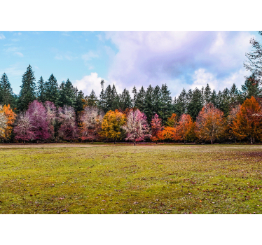 Fototapet natura pădurea colorată de toamnă - TenStickers