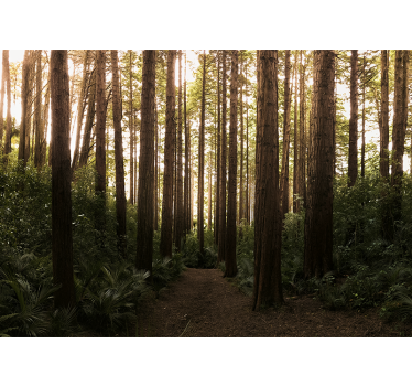 Fototapet natura copaci înalți din pădure - TenStickers