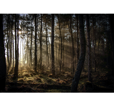 Păduri fototapet poiana de pădure însorită - TenStickers