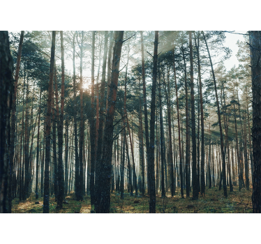 Păduri fototapet pădure liniștită de pini - TenStickers