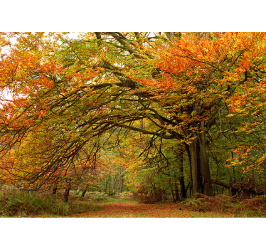 Păduri fototapet priveliște de toamnă în pădure - TenStickers