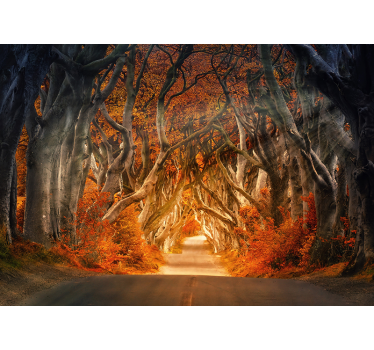Mural de pădure de răsărit de toamnă - TenStickers