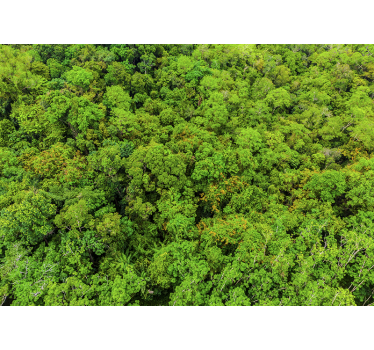 Pictură aeriană de pădure foto - TenStickers