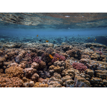 Reef de corali și pește roșu peisaj mural - TenStickers