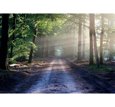 Păduri fototapet traseu iluminat din pădure - TenStickers