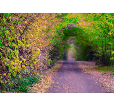 Fototapet natura calea verde viu - TenStickers