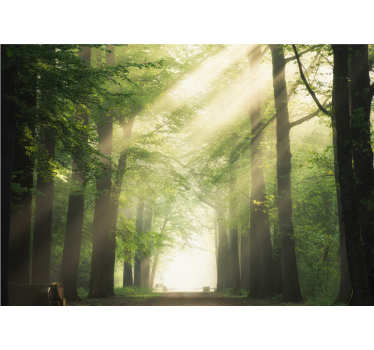 Fototapet natura peisaj de pădure radiant - TenStickers