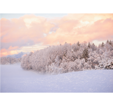 Fototapet natura peisaj forestier zăpezit - TenStickers