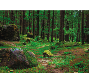 Păduri fototapet loc verde luxuriant - TenStickers