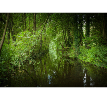 Păduri olandeze cu fototapetde natură fluvială - TenStickers