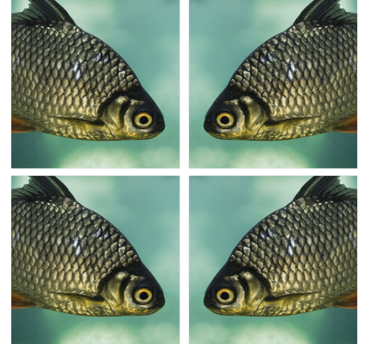 Suporturi pahare geeks cu imagini realiste de pești - TenStickers