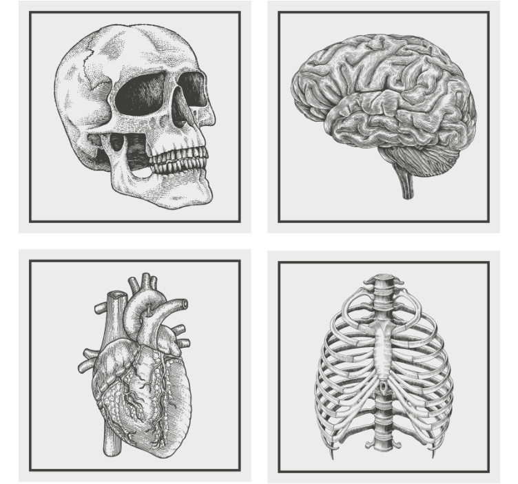 Suporturi pahare geeks craniu anatomie creier inimă - TenStickers
