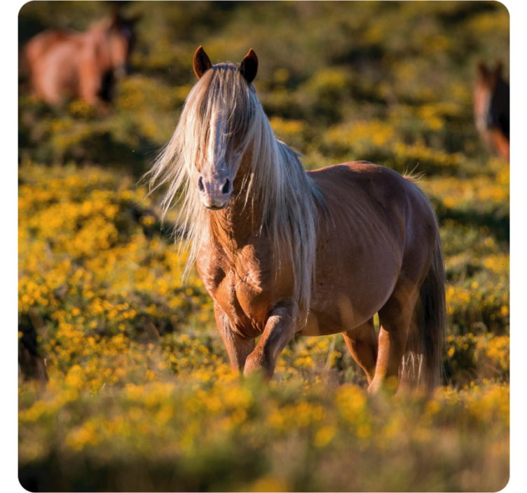 Suporturi pahare moderne calul măreț în câmp - TenStickers