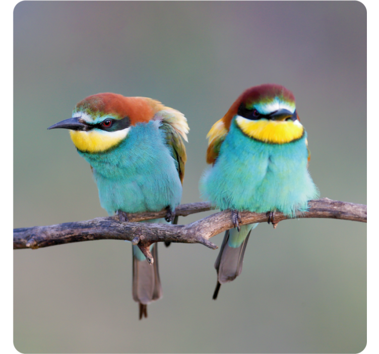 Suporturi pahare moderne păsări colorate așezate - TenStickers