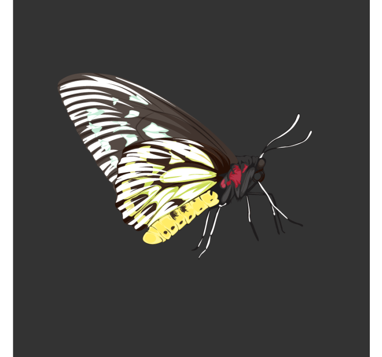 Suporturi pahare geeks artă colorată cu fluturi - TenStickers