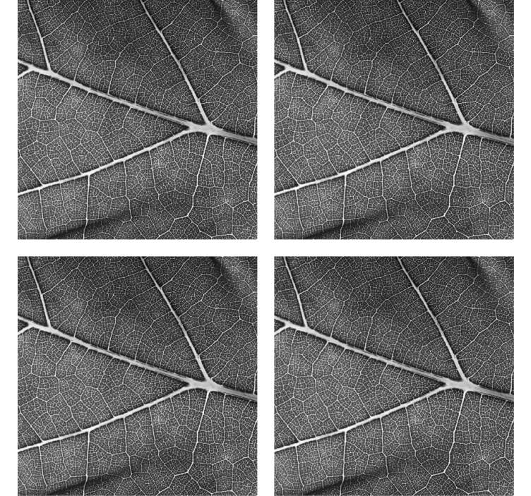 Suporturi pahare cu model frunze intricate - TenStickers