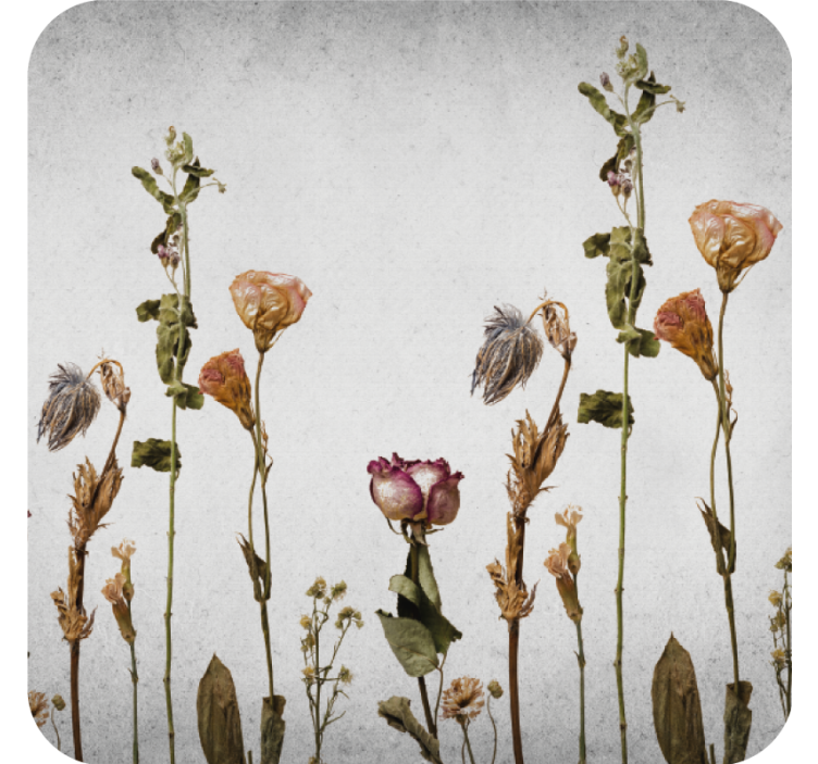 Suporturi pahare cu aranjament floral uscat - TenStickers