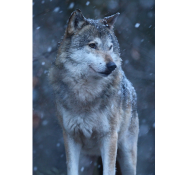 Poster de design animal lup în zăpadă - TenStickers