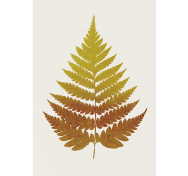 Poster cu plante frunză de ferigă aurie Frunză de ferigă galbenă - TenStickers