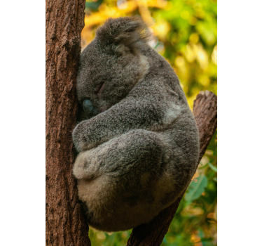 Poster tineret koala dormind - TenStickers