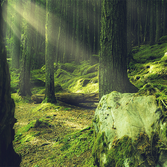 Poster pentru salon pietre acoperite cu mușchi în pădure - TenStickers