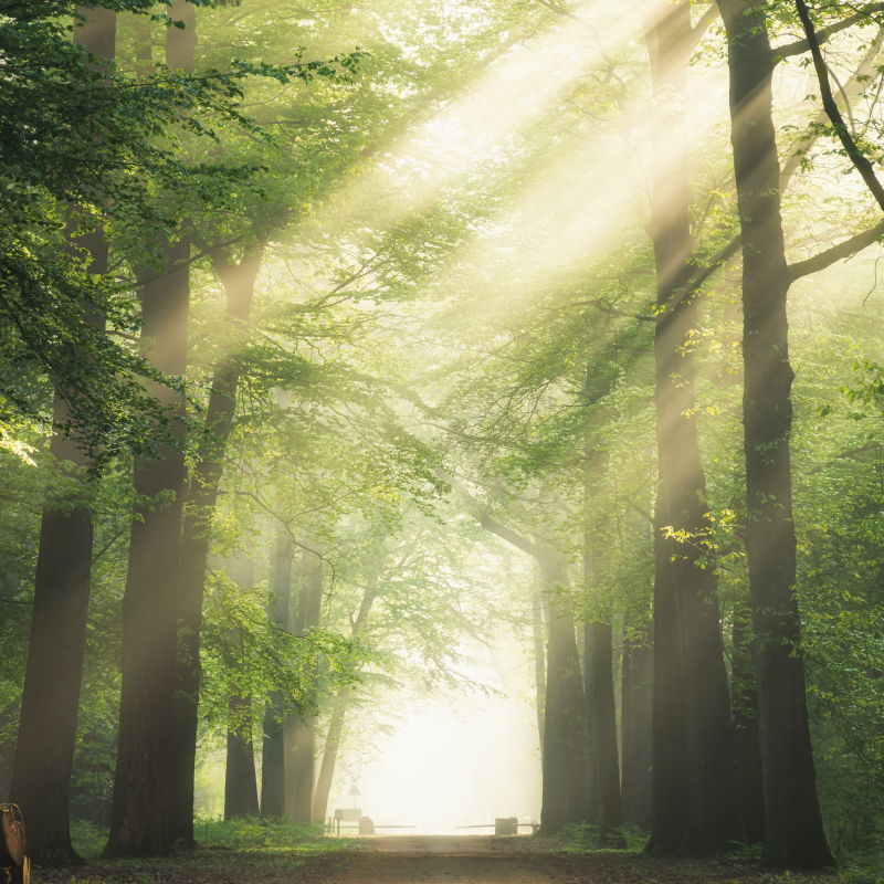 Poster pentru salon pădure verde cu soarele - TenStickers