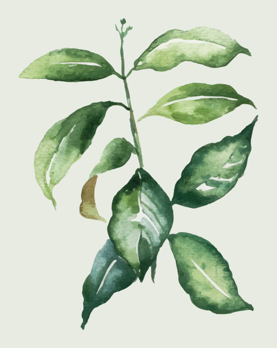 Poster flori și plante frunză de palmier lime - TenStickers