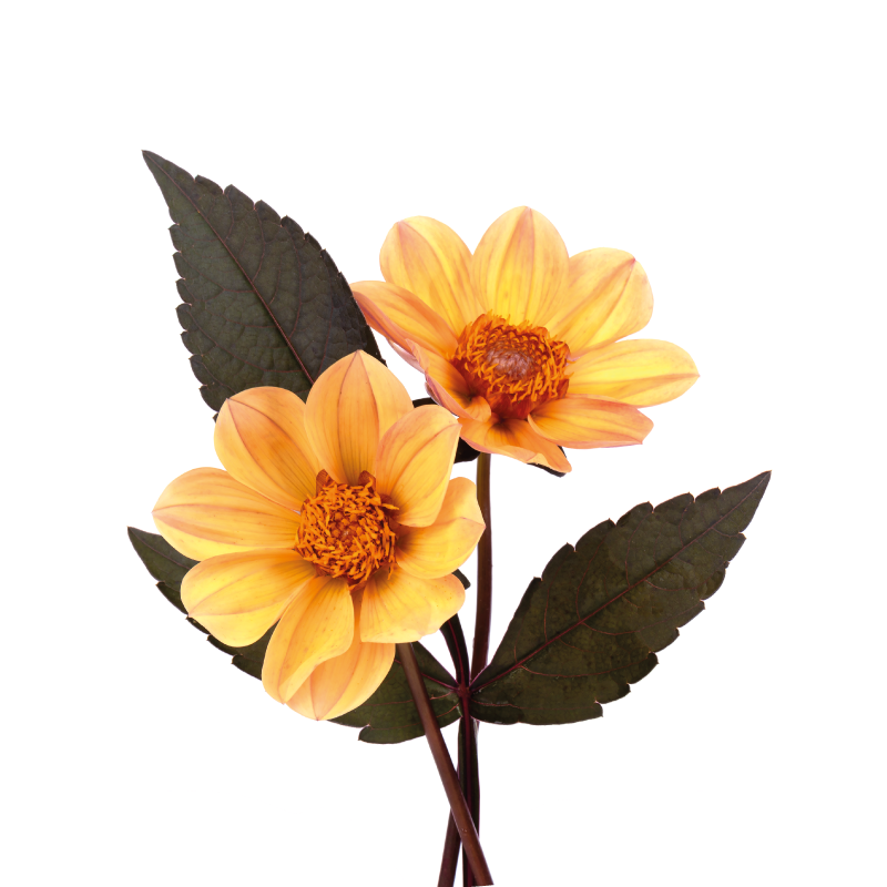 Poster flori și plante două flori - TenStickers