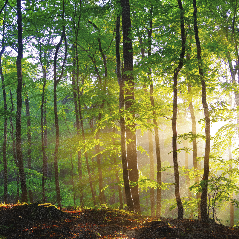 Poster cu copaci lumină naturală în pădure - TenStickers