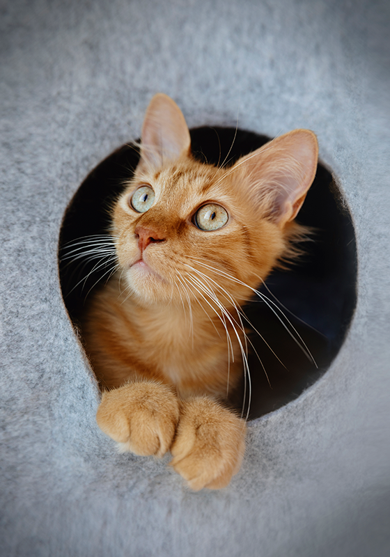 Design de imprimare a posterului pisicii cu privirea - TenStickers