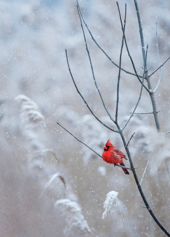 Imprimare poster cu pasăre de crăciun - TenStickers