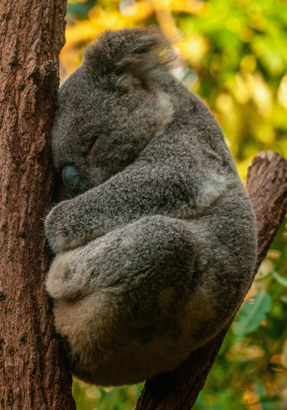 Poster tineret koala dormind - TenStickers