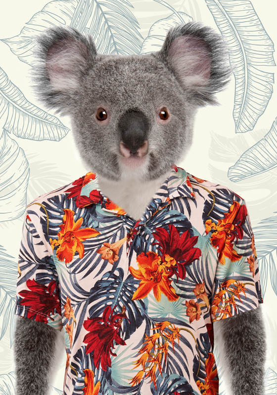 Poster tineret koala elegantă - TenStickers