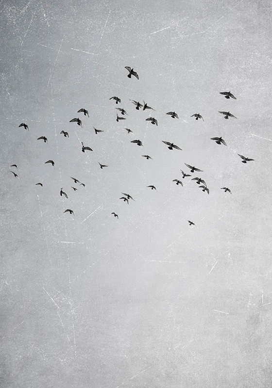 Poster cu alte animale păsări care zboară - TenStickers