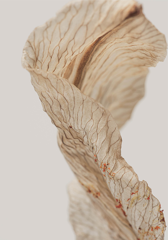 Poster minimalist fotografie macro a unei frunze - TenStickers